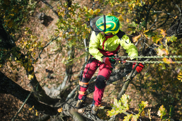 Tree Care Services